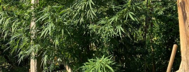 Grottaminarda| Lotta alla droga: i Carabinieri arrestano un 73enne per coltivazione e produzione di sostanze stupefacenti