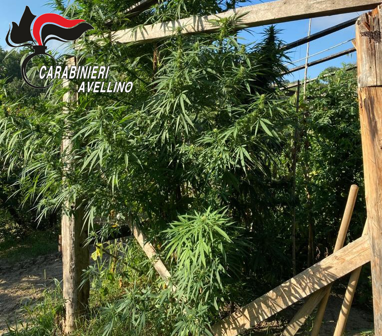 Grottaminarda| Lotta alla droga: i Carabinieri arrestano un 73enne per coltivazione e produzione di sostanze stupefacenti