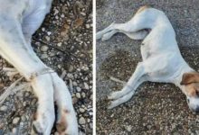 Benevento| Cagnolina gettata al cimitero con le zampine legate. Vergognatevi!