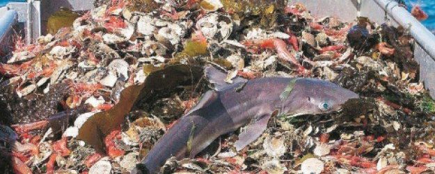 La ricerca scientifica e l’innovazione tecnologica per il futuro della pesca nel Mediterraneo