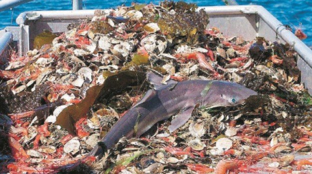 La ricerca scientifica e l’innovazione tecnologica per il futuro della pesca nel Mediterraneo