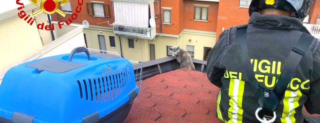 Avellino| Gatto sul tetto in bilico su una grondaia, lo salvano i vigili del fuoco