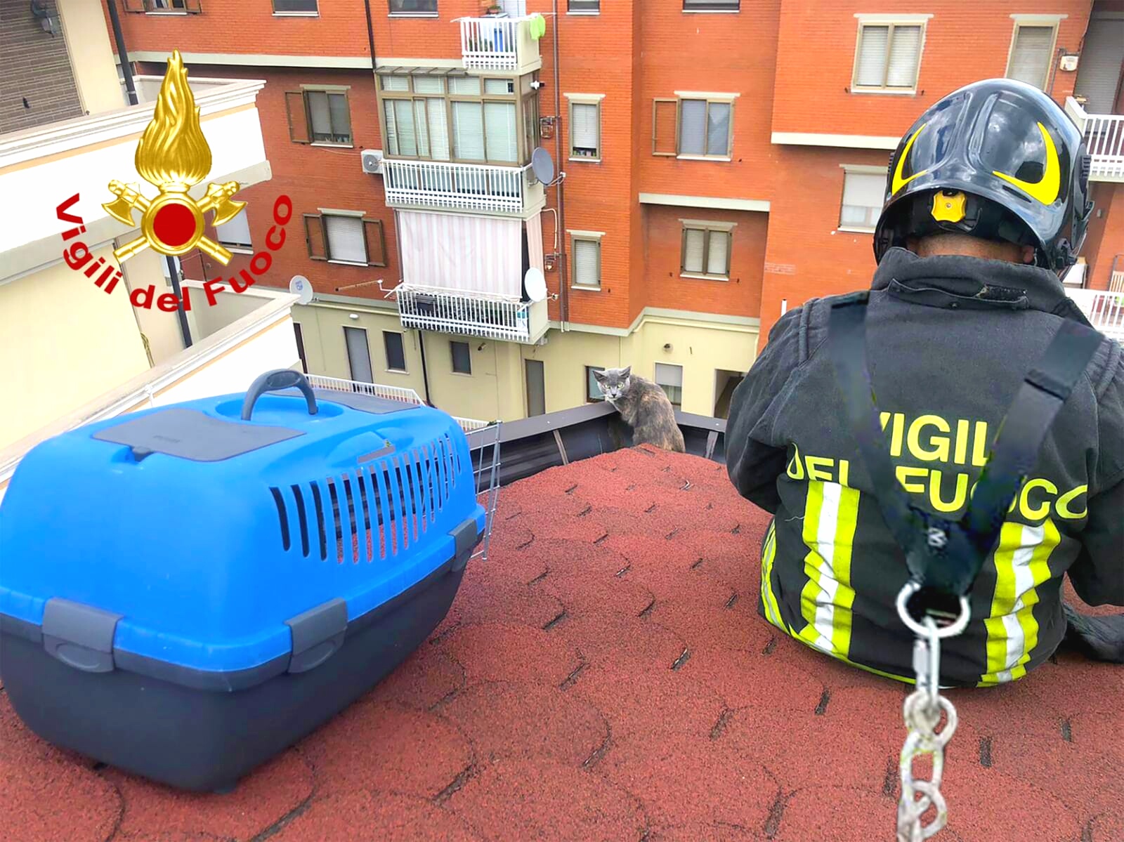 Avellino| Gatto sul tetto in bilico su una grondaia, lo salvano i vigili del fuoco