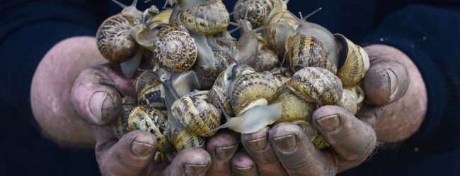 Buonalbergo| Slow is Good 2020 apre con la mostra “Terra buona…scatti di un viaggio”