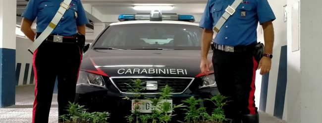 Controlli antidroga in Valle Telesina da parte dei Carabinieri