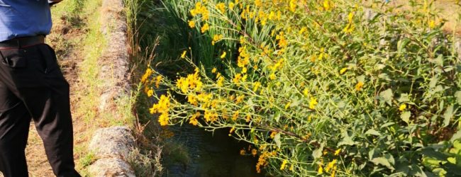 Montoro| Cinque carcasse di cani scoperte nel canale delle acque piovane