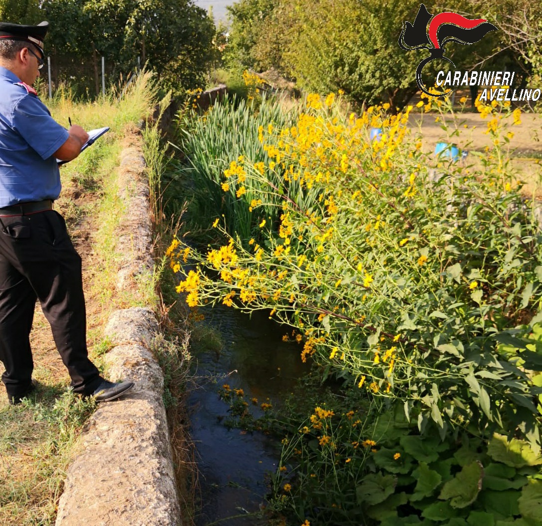 Montoro| Cinque carcasse di cani scoperte nel canale delle acque piovane