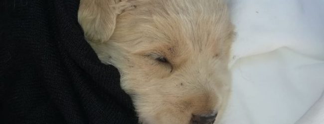 Montefalcone Valfortore| Cucciolo di cane abbandonato e legato in una busta, continua lo ‘schifo umano’