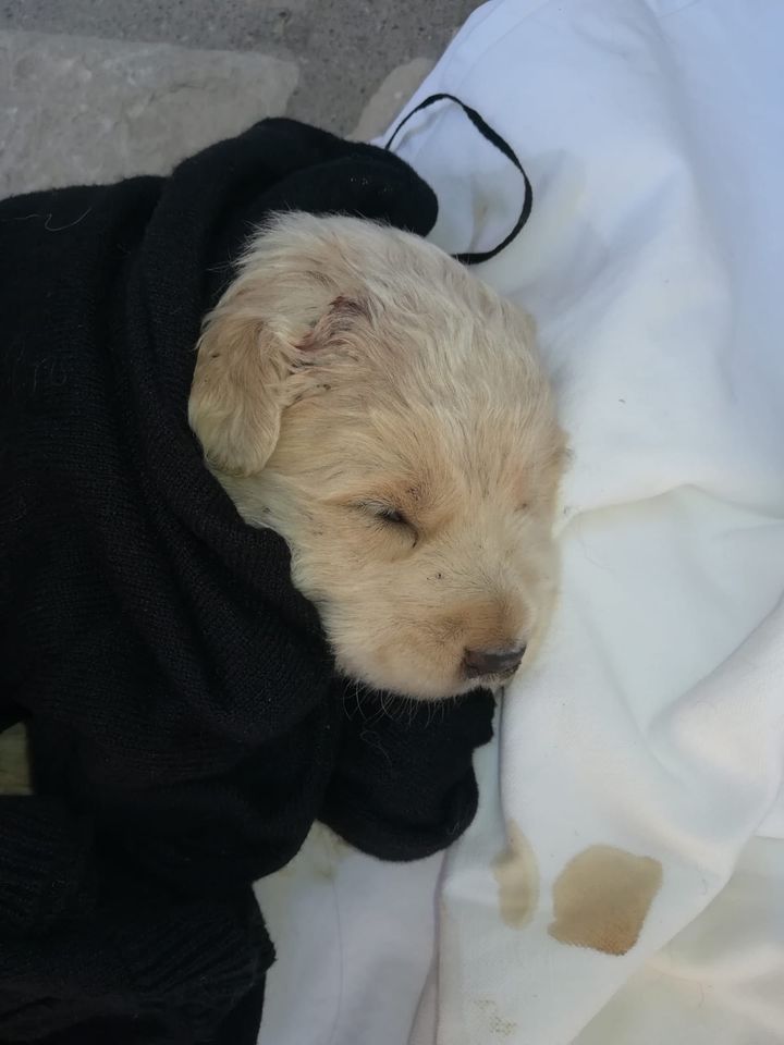 Montefalcone Valfortore| Cucciolo di cane abbandonato e legato in una busta, continua lo ‘schifo umano’