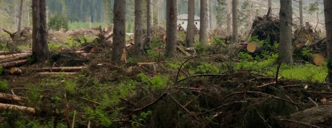 Forestazione: la Giunta della Comunità Montana del Fortore in attività su diverse problematiche