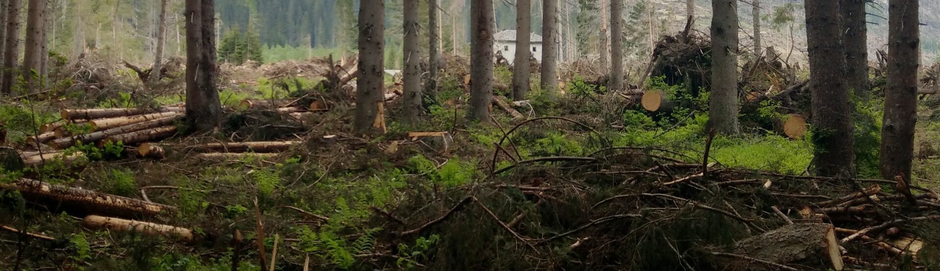 Forestazione: la Giunta della Comunità Montana del Fortore in attività su diverse problematiche