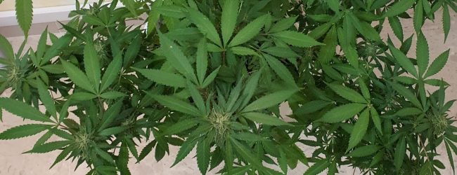 Avellino| Hashish e marijuana in casa e sul balcone, 19enne in manette