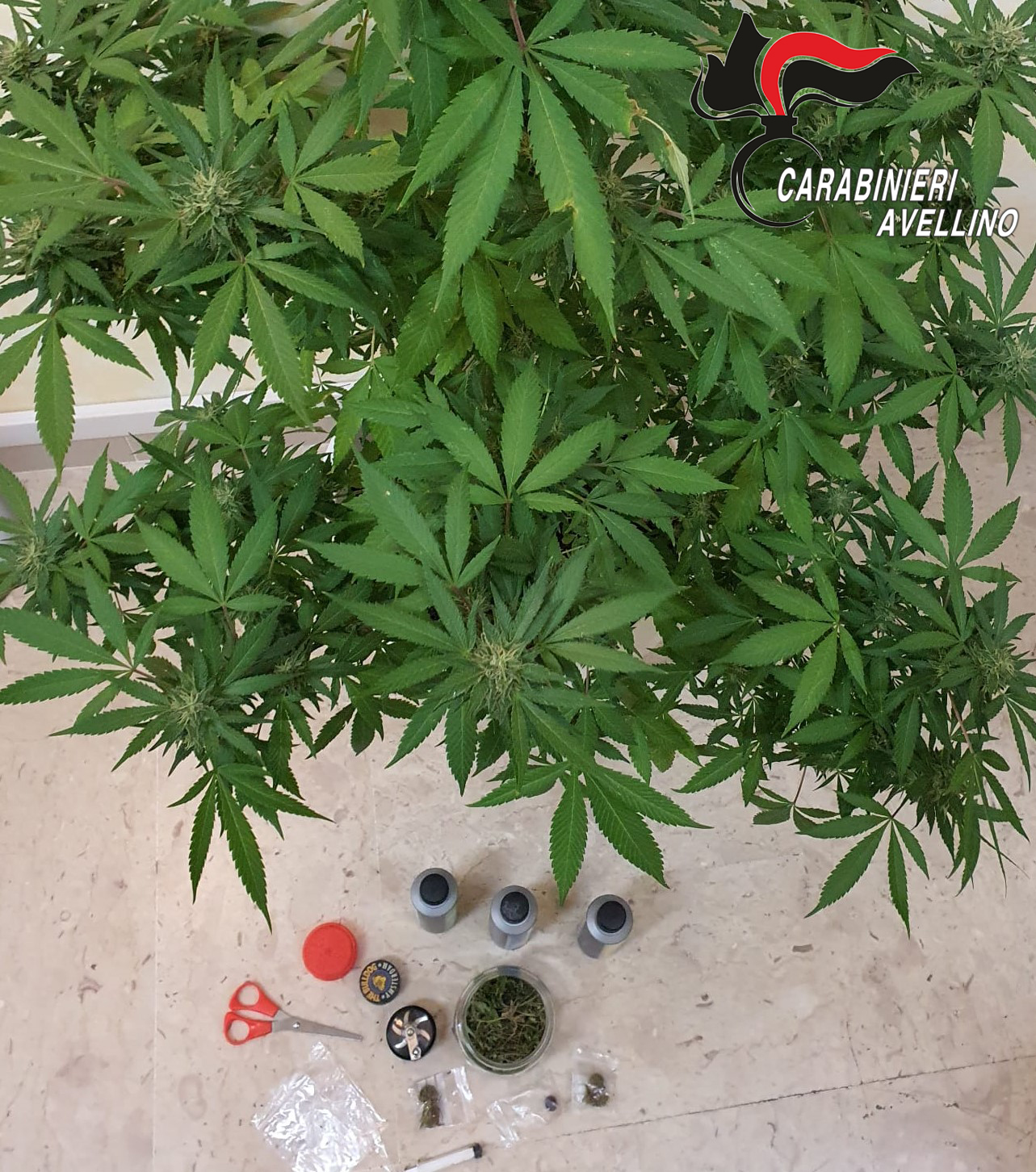 Avellino| Hashish e marijuana in casa e sul balcone, 19enne in manette