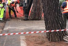 Benevento|Abbattimento di 350 pini, il comitato’ ‘Giu le mani dai pini’: pronta la diffida
