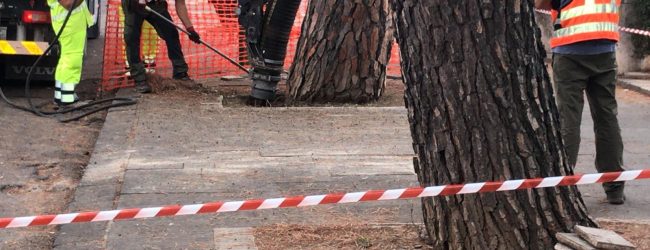 Pini di viale Atlantici: indagati dirigente e funzionario del Comune di Benevento
