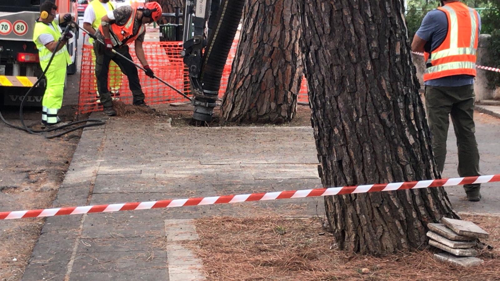 Benevento|Abbattimento di 350 pini, il comitato’ ‘Giu le mani dai pini’: pronta la diffida