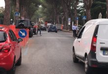 Pini, “quaestio arborea” caso politico