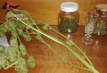 Serino| Coltivava marijuana in casa, arrestato 17enne