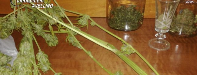 Serino| Coltivava marijuana in casa, arrestato 17enne
