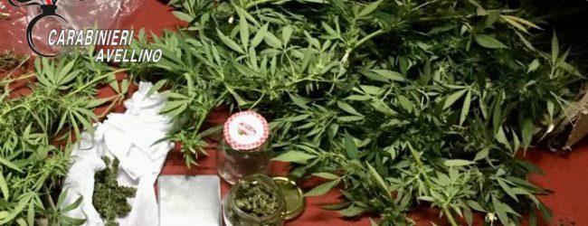 Santo Stefano del Sole| Coltivava marijuana nel giardino, 18enne ai domiciliari