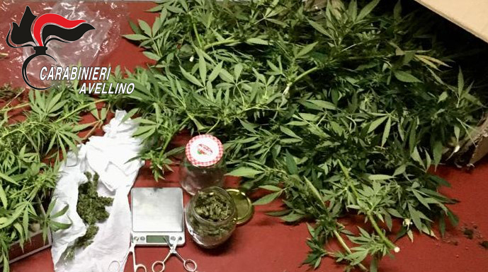 Santo Stefano del Sole| Coltivava marijuana nel giardino, 18enne ai domiciliari