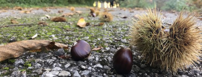 Ecco l’Estate di San Martino: parla il meteorologo