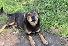 ‘Ho smarrito il mio cane KIM aiutatemi a cercarlo’: l’appello di Katia