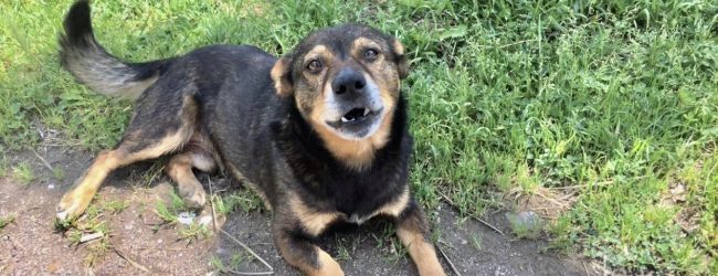 ‘Ho smarrito il mio cane KIM aiutatemi a cercarlo’: l’appello di Katia