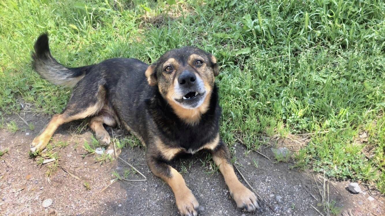 ‘Ho smarrito il mio cane KIM aiutatemi a cercarlo’: l’appello di Katia