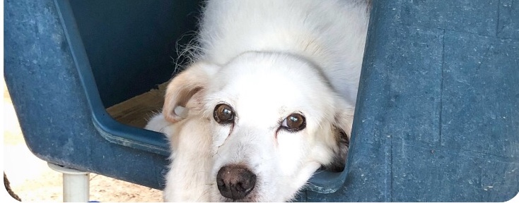 San Giorgio del Sannio| Quattro cagnolini in cerca di famiglia