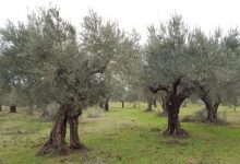 Covid,Coldiretti: e’ giornata ulivi Unesco, 250 mln piante da salvare