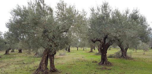 Covid,Coldiretti: e’ giornata ulivi Unesco, 250 mln piante da salvare