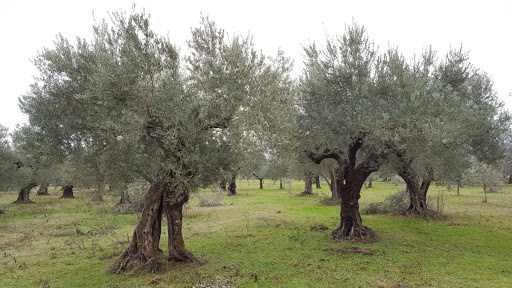 Covid,Coldiretti: e’ giornata ulivi Unesco, 250 mln piante da salvare