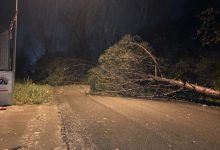 Maltempo, nel Sannio alberi a terra per il forte vento  [FOTO]