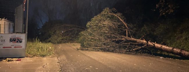 Maltempo, nel Sannio alberi a terra per il forte vento  [FOTO]