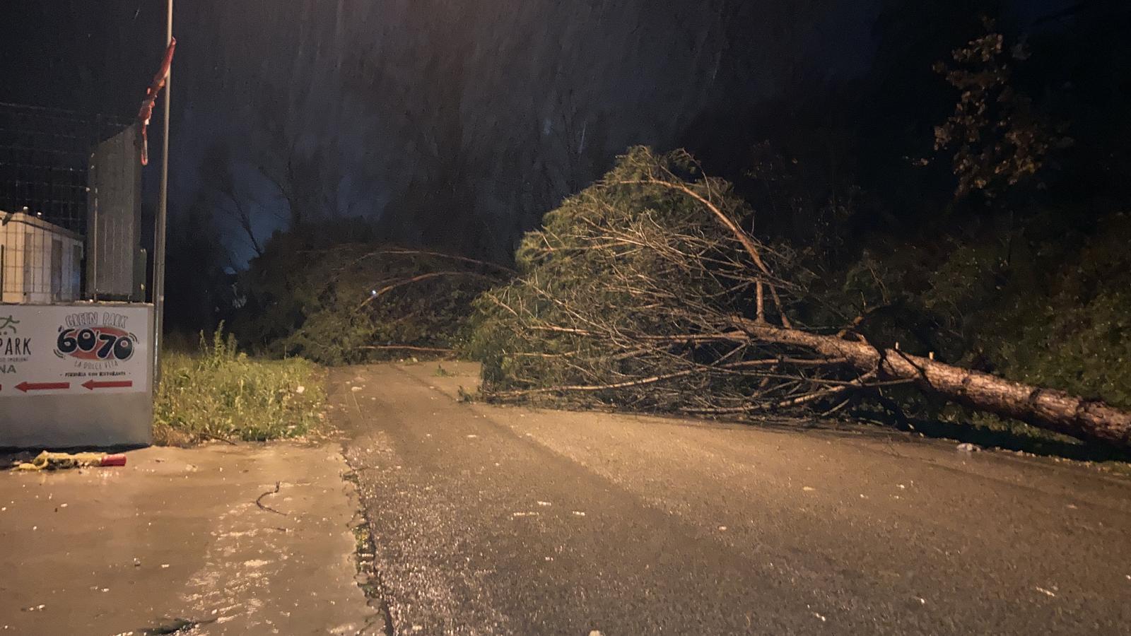 Maltempo, nel Sannio alberi a terra per il forte vento  [FOTO]