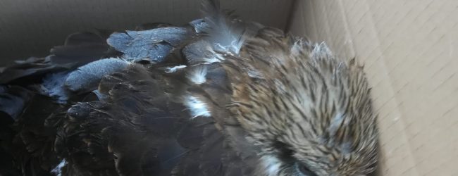 Benevento| Eccezionale rinvenimento faunistico in città di un raro uccello rapace. La LIPU soccorre un nibbio reale