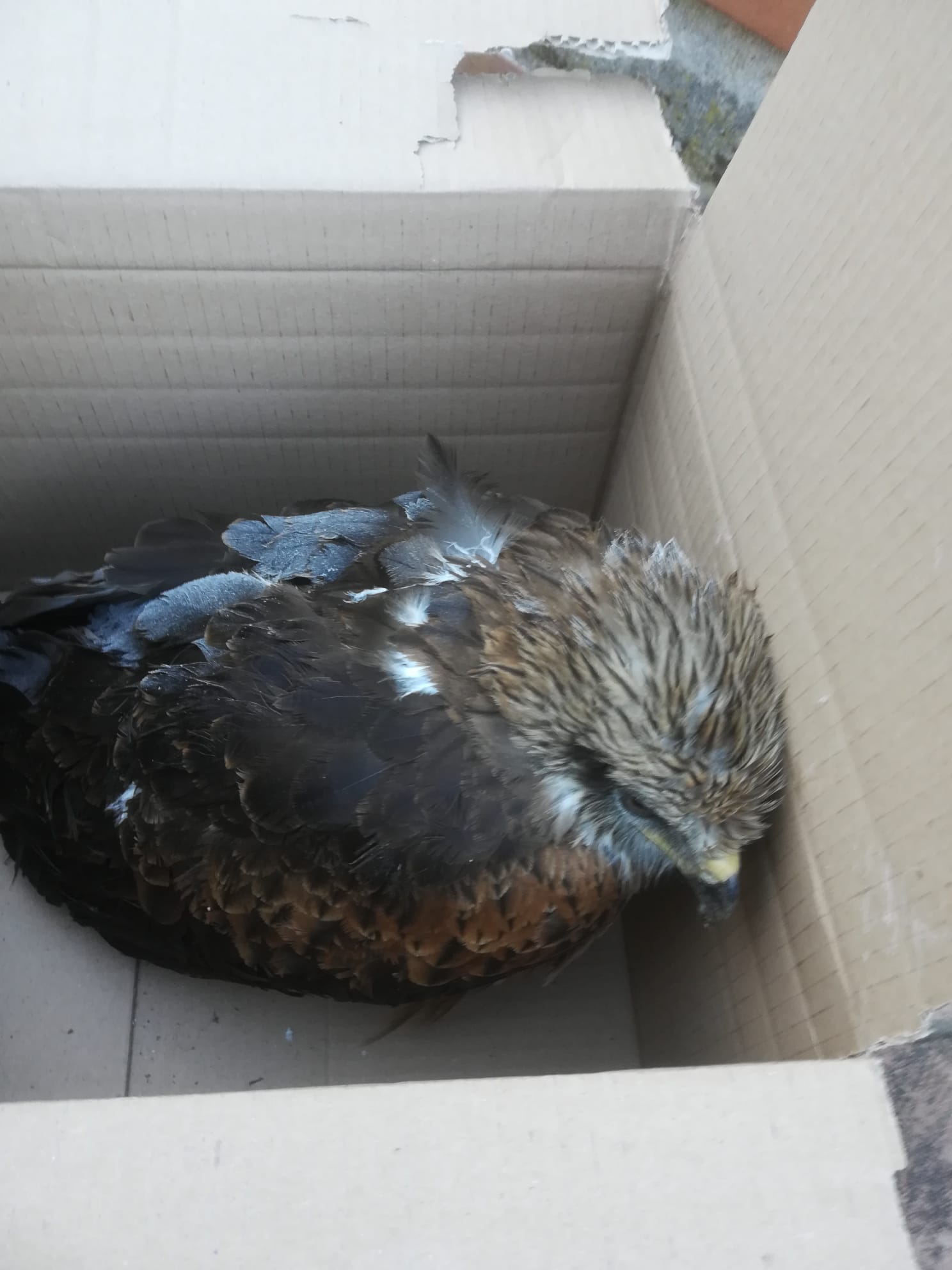 Benevento| Eccezionale rinvenimento faunistico in città di un raro uccello rapace. La LIPU soccorre un nibbio reale