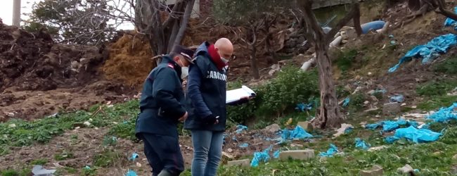 Ritrovate carcasse di bufalini e ossa di bovini, la scoperta dei CC Forestali nel Fortore