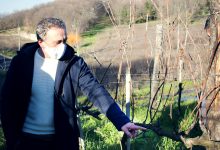 Irpinia| Via libera ai corsi di potatura anticovid, Di Marzo: investire sulla qualità dei vini la risposta ai prezzi al ribasso