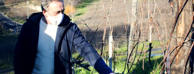 Irpinia| Via libera ai corsi di potatura anticovid, Di Marzo: investire sulla qualità dei vini la risposta ai prezzi al ribasso