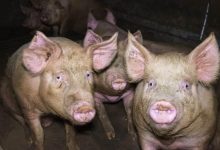 Ospedaletto D’Alpinolo| Sequestrati 5 maiali e 350 chili di insaccati privi di tracciabilità, denunciato 30enne