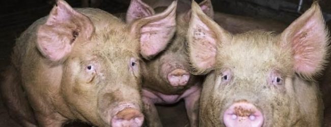 Ospedaletto D’Alpinolo| Sequestrati 5 maiali e 350 chili di insaccati privi di tracciabilità, denunciato 30enne