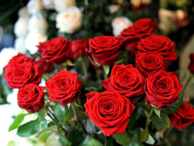 San Valentino, l’appello di Coldiretti: comprate fiori per salvare 20 mila lavoratori