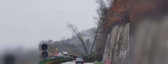 Serino| Maltempo a Serino, alberi sulla carreggiata del raccordo autostradale: traffico bloccato