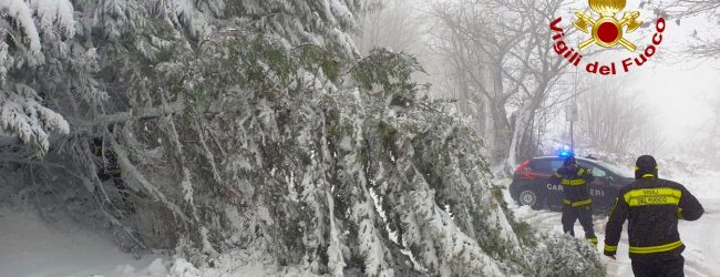 Albero caduto sulla strada tra Monteforte a Forino, intervento dei vigili del fuoco: transito ripristinato