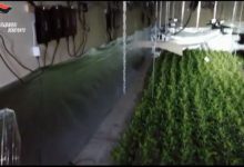 Duemila piante di cannabis rinvenute a Puglianello: maxi sequestro dei Carabinieri