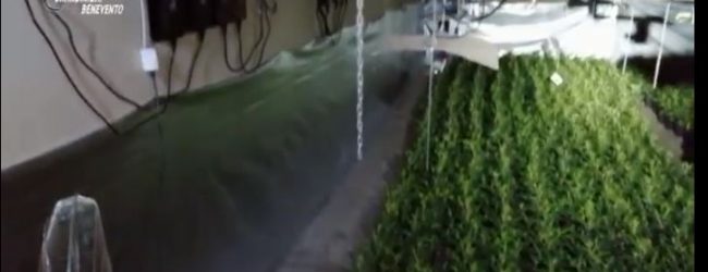 Puglianello| Sequestro piante di cannabis, il plauso del sindaco Rubano