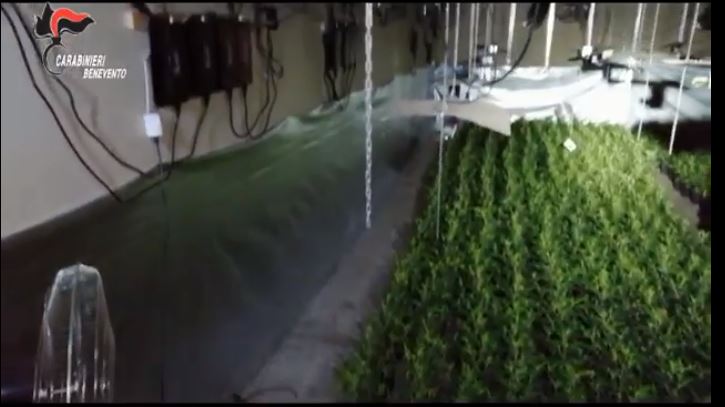 Puglianello| Sequestro piante di cannabis, il plauso del sindaco Rubano