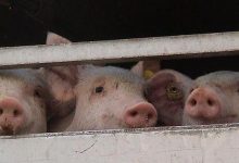 Fermato tir carico di maiali maltrattati e diretto a Benevento